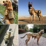 K9 Harness & Collar Patches - Image 4